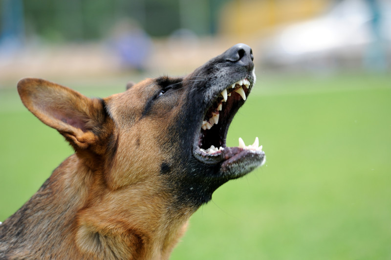 Agressiven Hund mit Pfefferspray abwehren